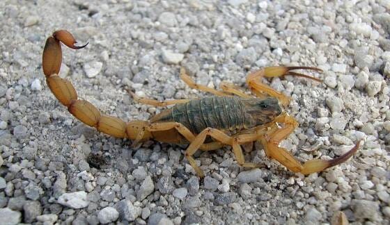 Conheça as plantas que ajudam a afastar escorpiões-amarelos da sua casa