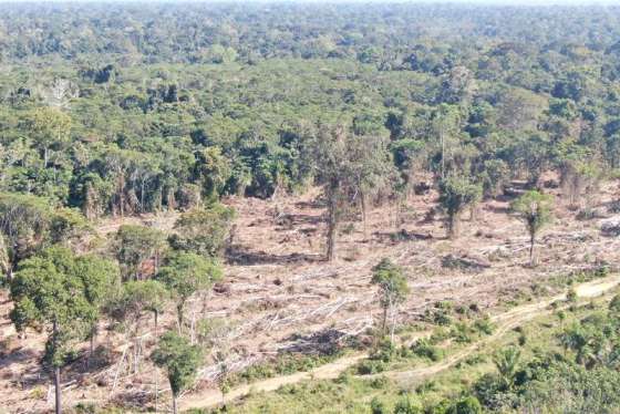 Pequena propriedade rural familiar não pode sofrer embargo, mas multa por desmatamento é mantida