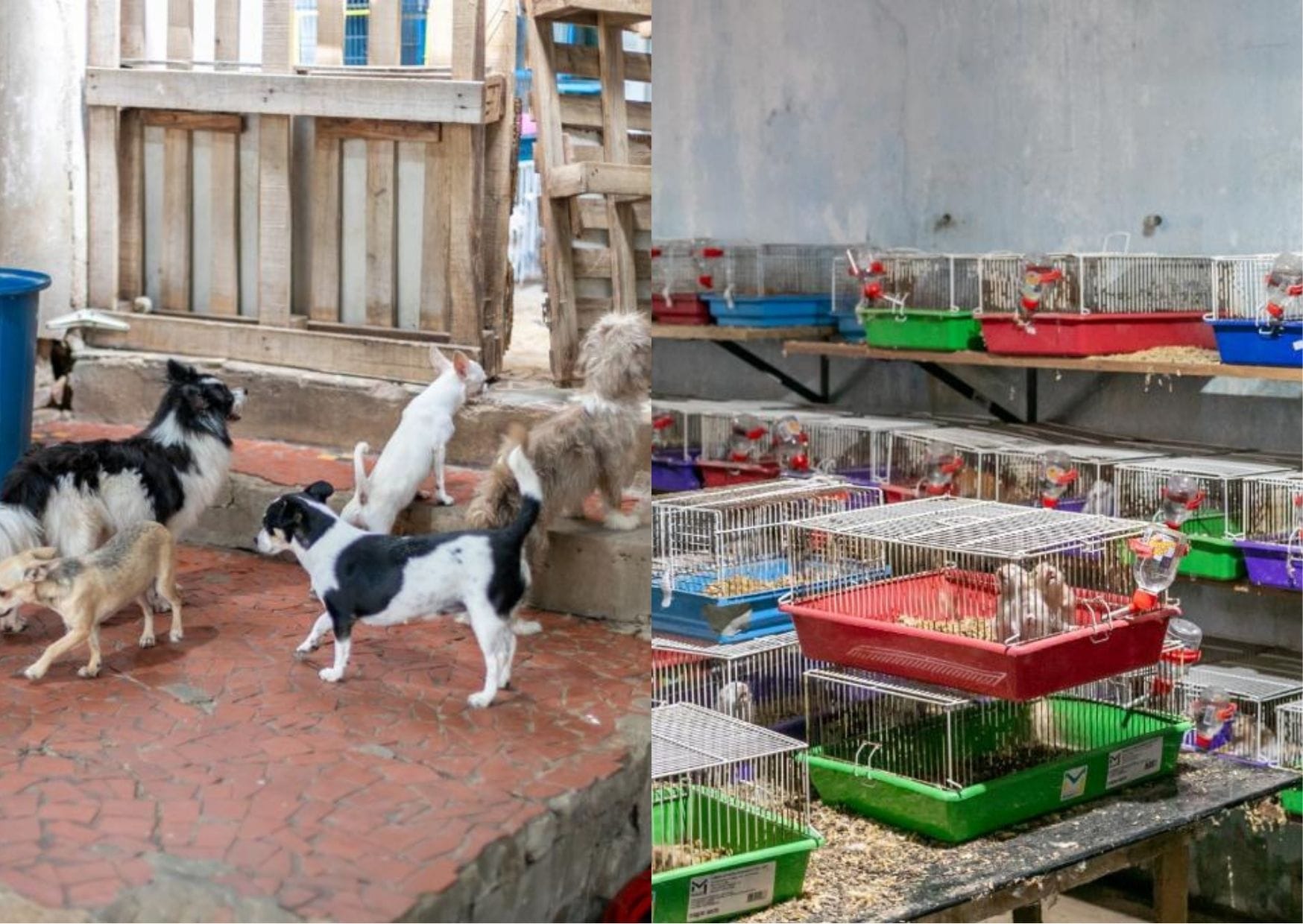 Canil clandestino é fechado após resgate de mais de 70 animais em condições críticas