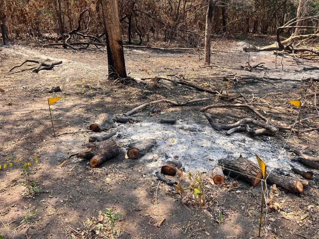 Incêndio no Parque Estadual da Serra Azul foi criminoso e proprietário será multado