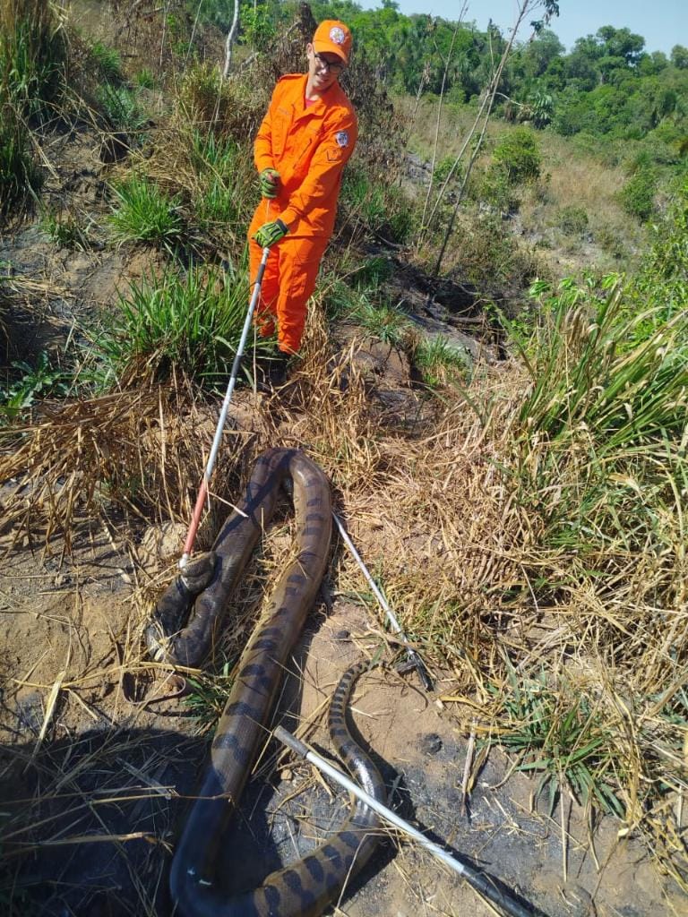 Corpo de Bombeiros resgata sucuri de 5 metros que estava em pátio de empresa de produção de algodão