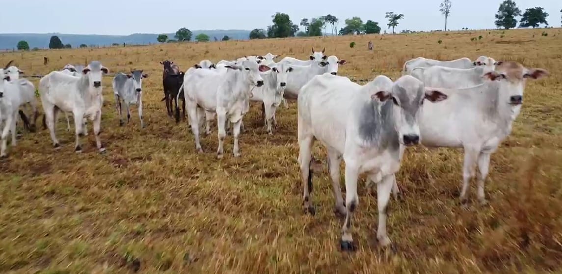 Polícia Civil recupera 33 cabeças de gado furtadas em fazenda no interior de MT
