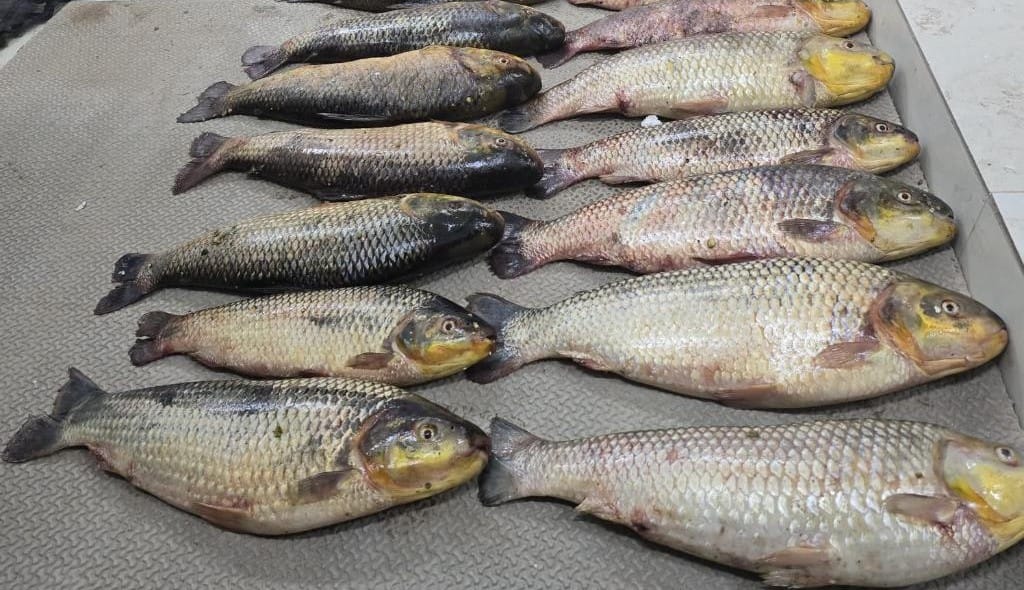 Batalhão Ambiental da PM prende suspeito por pesca irregular e apreende 86 unidades