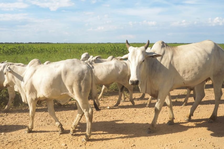 Pecuarista de VG quase cai no golpe do "falso intermediário"; prejuízo seria de R$ 390 mil