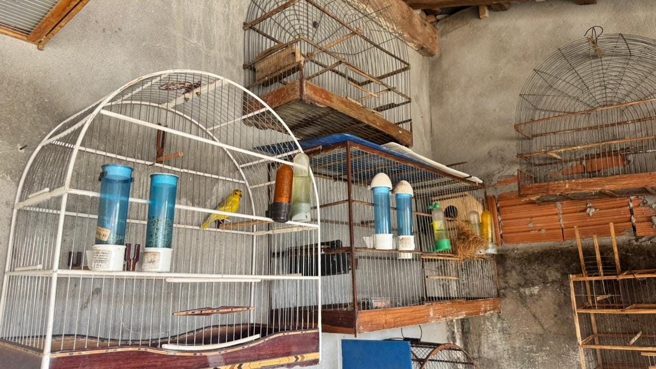 Operação combate tráfico de animais silvestres e cumpre mandados em Cuiabá