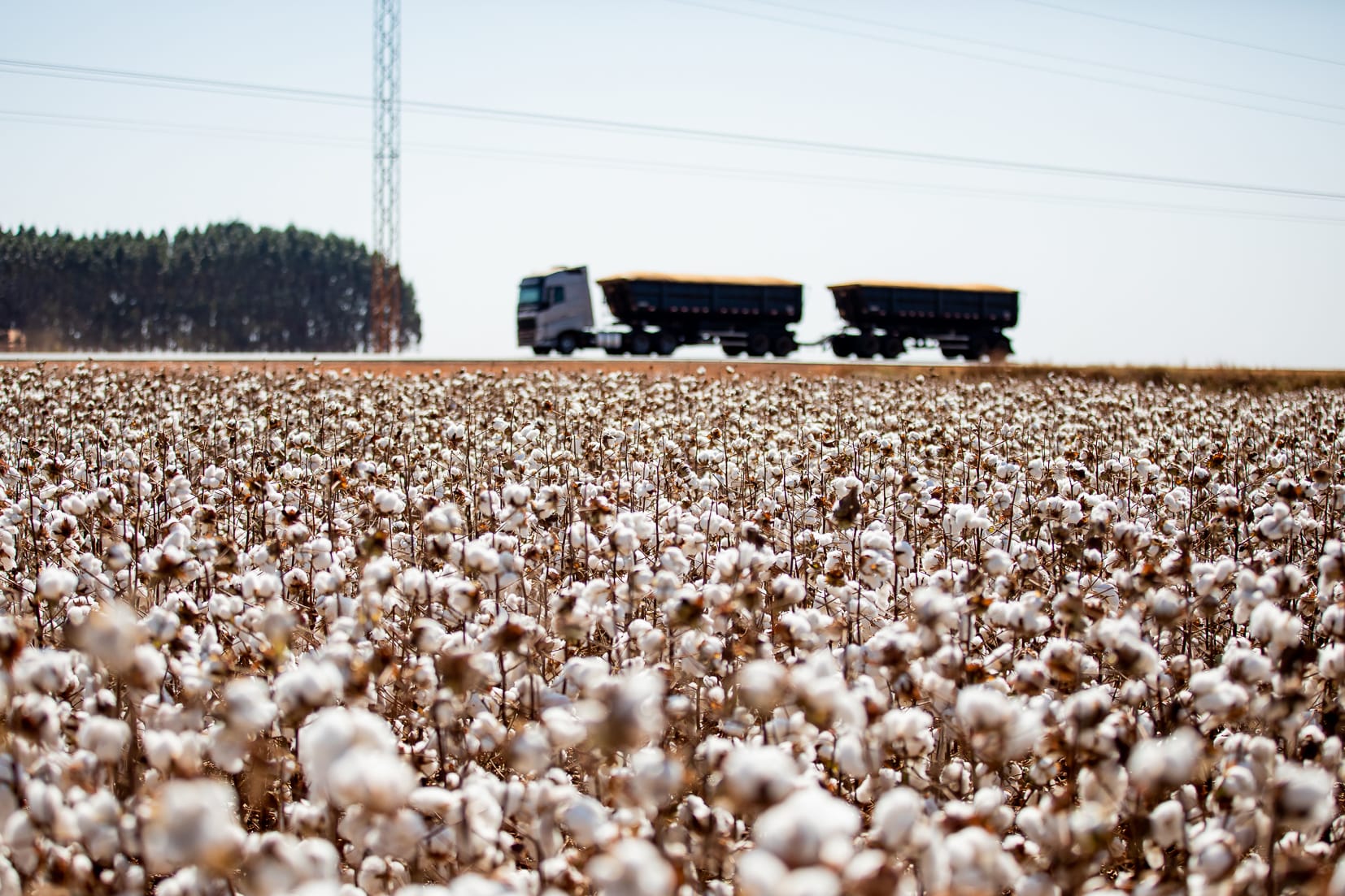 Mato Grosso consolida liderança e encerra safra de algodão com crescimento de 8%