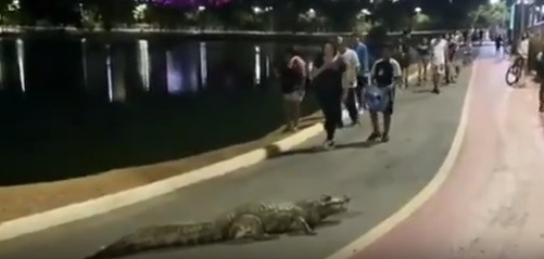 Jacaré "Celso" interrompe caminhada e chama atenção de curiosos no Parque das Águas