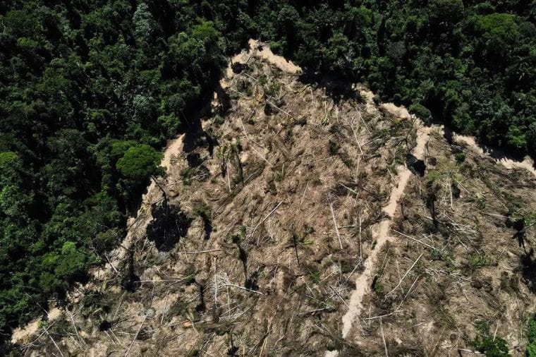 MPE abre inquérito para investigar uso de vegetação nativa como fonte de biomassa