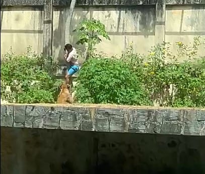 Homem invade recinto de leoa em zoológico e morre após ataque fatal