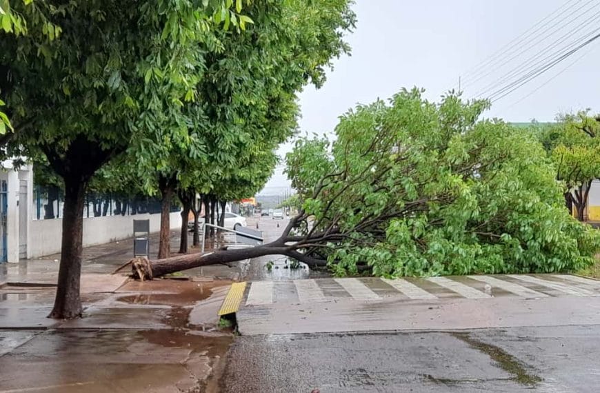 Temporal arranca árvore pela raiz e Inmet prevê ventos de até 100 km/h em Rondonópolis