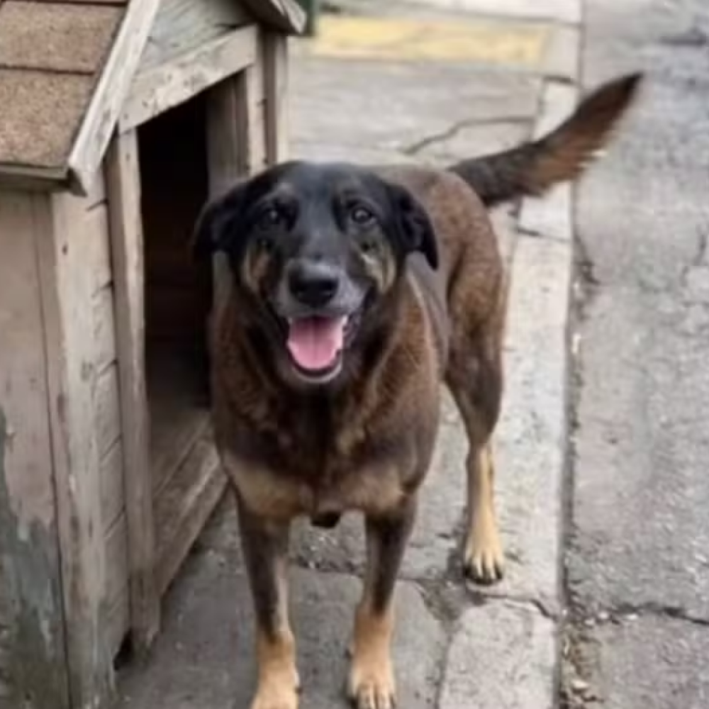 Mobilização nacional por justiça após morte do cão Orelha ganha as ruas de várias capitais