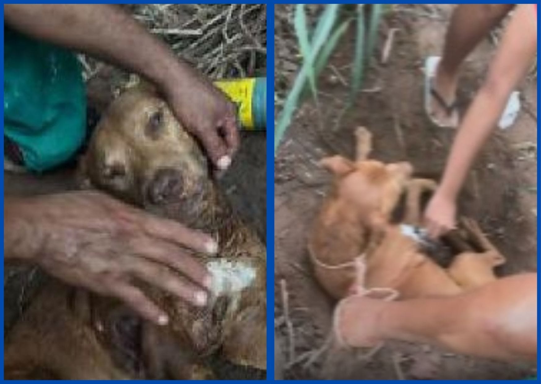 Mulher é presa após pitbull ser enterrado vivo em Cuiabá; vídeo mostra resgate do cachorro