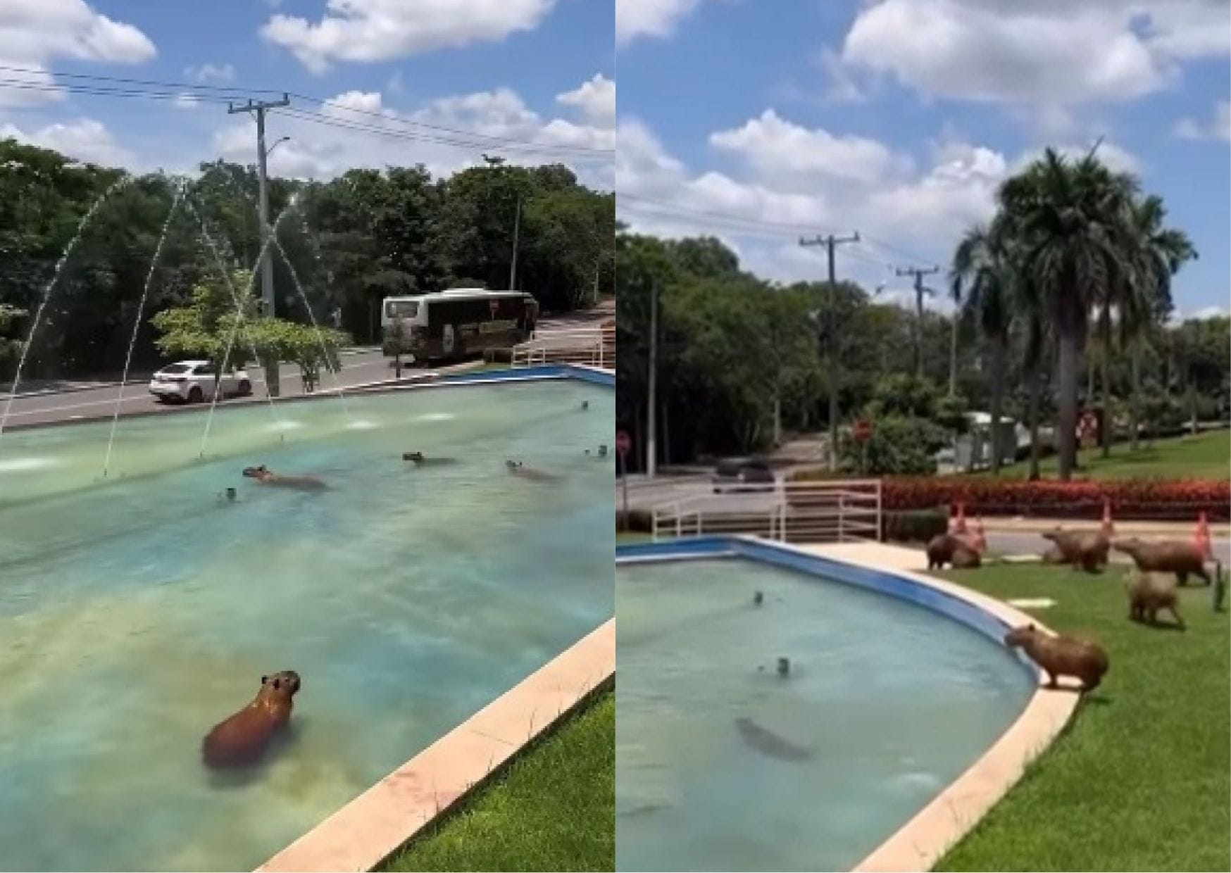 Cena fofa: capivaras viralizam ao usar chafariz da ALMT como área de lazer