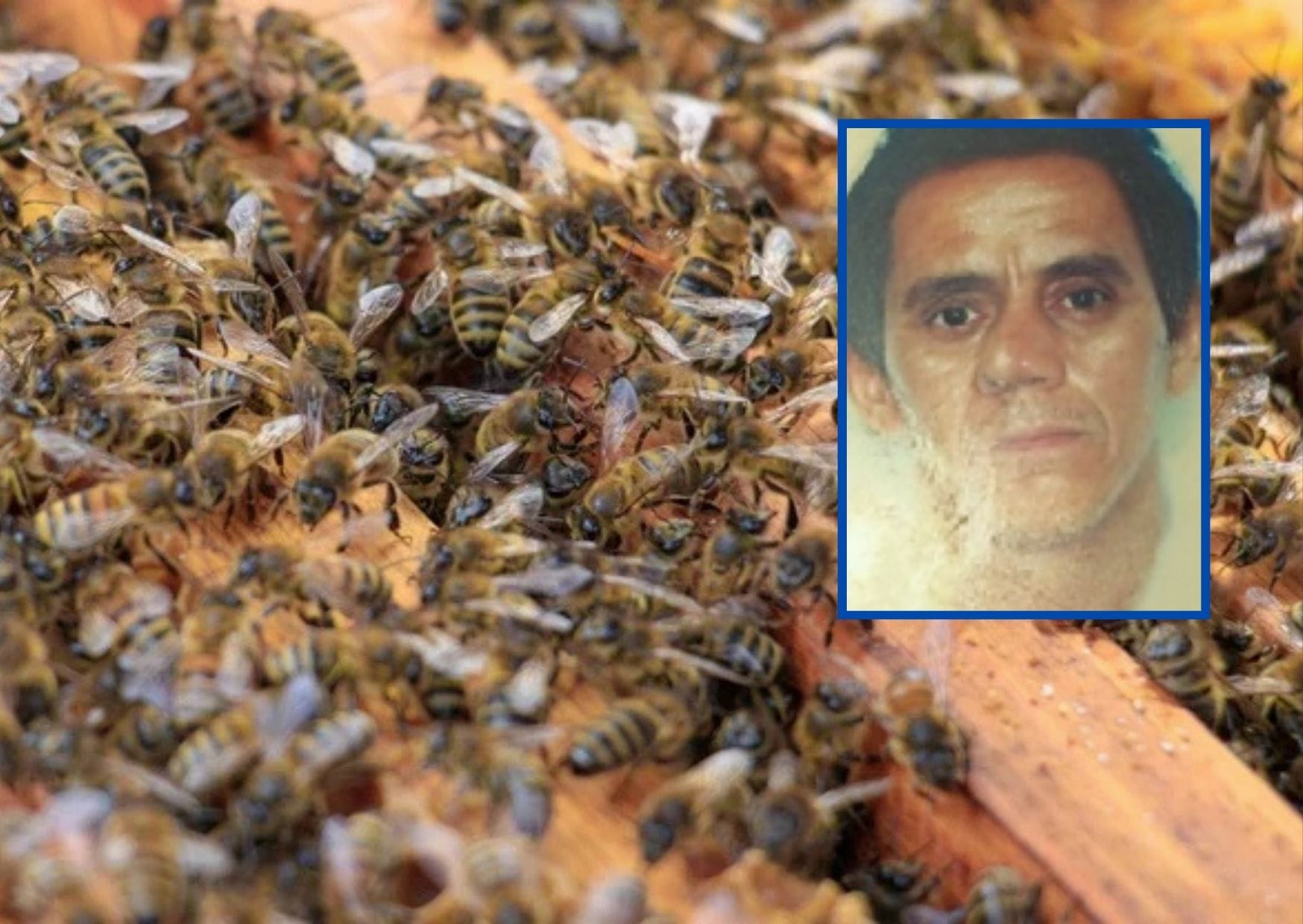 Ataque de enxame de abelhas mata motorista em fazenda