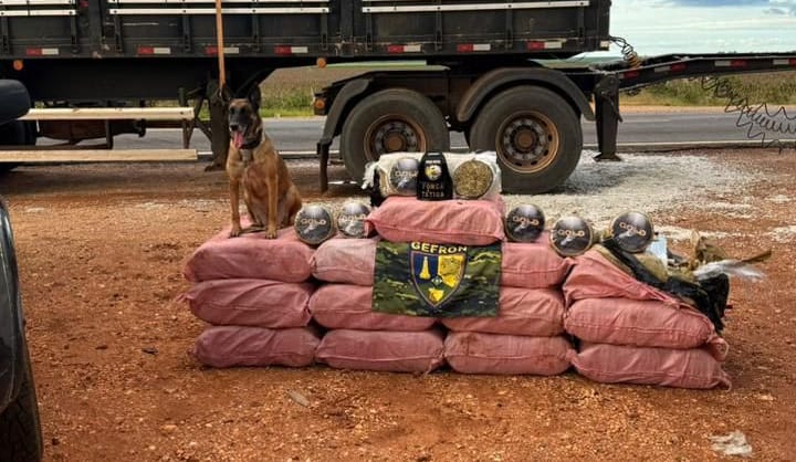 Gefron apreende 400 quilos de "supermaconha" e causa prejuízo de R$ 1,8 milhão ao crime