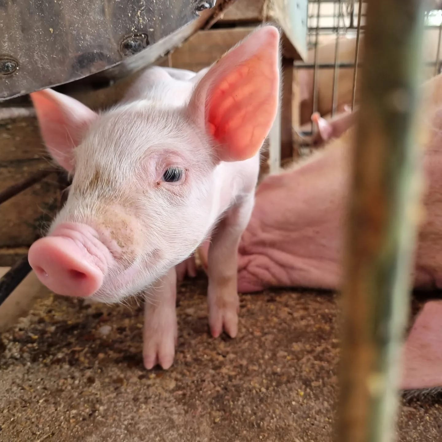 Suinocultura de MT bate recorde em 2025 e projeta cautela em 2026