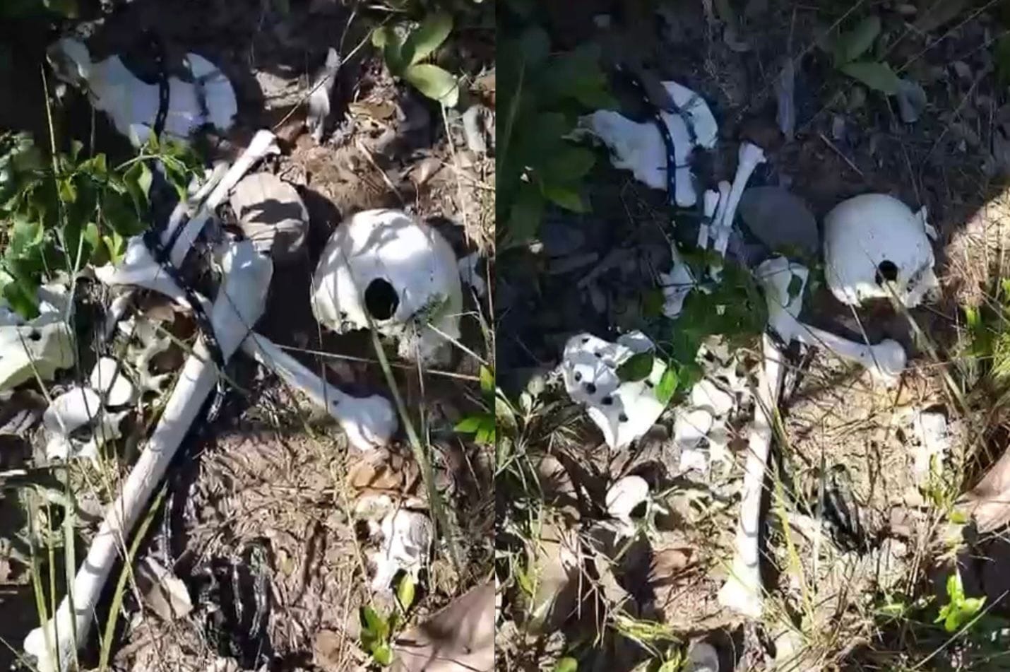 Ossada humana é encontrada em área de mata em Chapada dos Guimarães