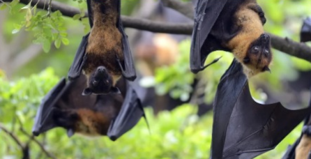 Surto do vírus Nipah na Índia acende alerta máximo das autoridades