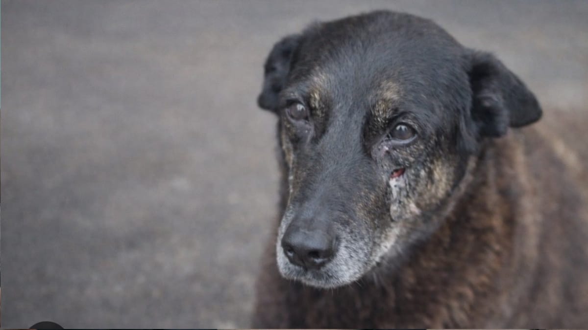 Adolescente deixa lista de suspeitos na morte de cão comunitário