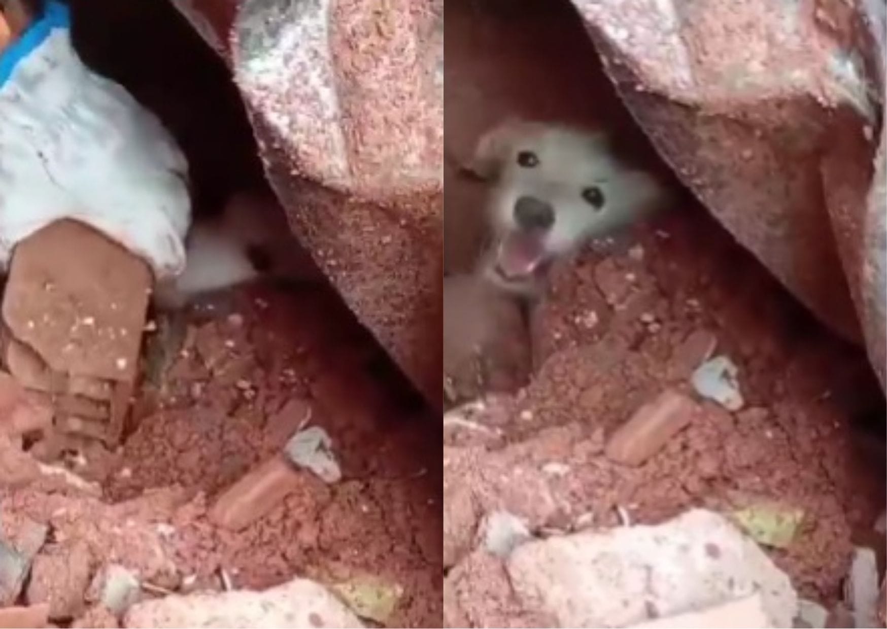Vídeo mostra resgate emocionante de cachorro sob escombros após temporais em Minas Gerais