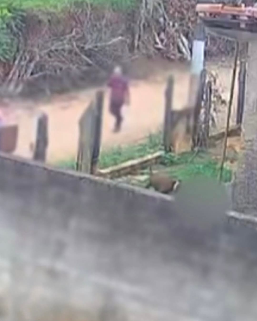 Criança de 11 meses morre após ataque de pitbull; polícia investiga possível negligência