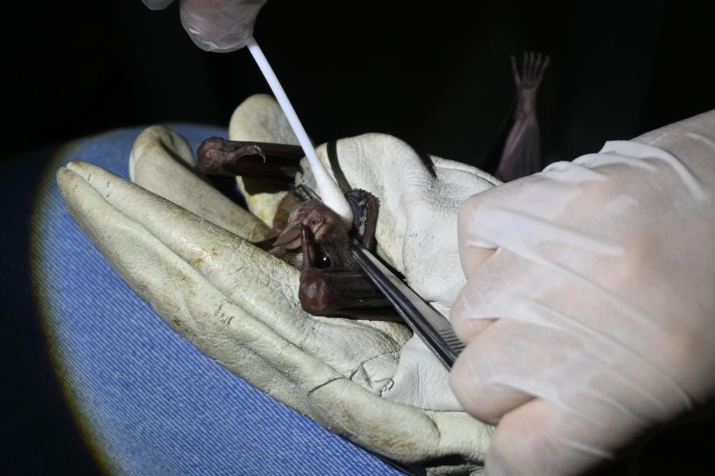 Pesquisa desenvolvida em MT identifica vírus, fungos e bactérias em morcegos