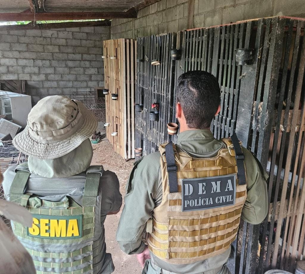 Arena clandestina de rinha é desmontada em Várzea Grande; veja vídeo