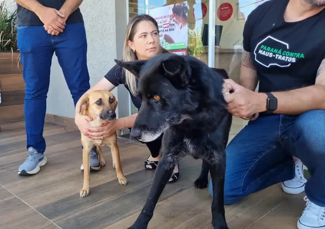 Mistério dos cães comunitários desaparecidos coloca Mercado Livre sob pressão pública