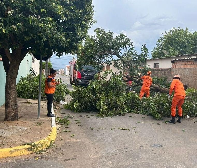 Defesa Civil reforça cuidados com árvores durante período chuvoso em MT