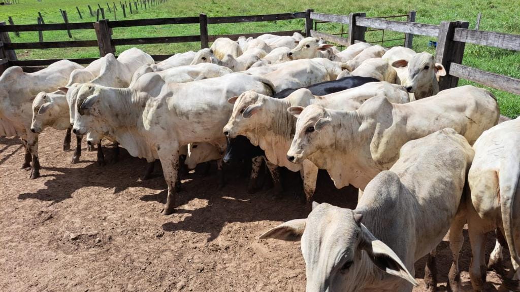 Polícia Civil recupera gado furtado e evita prejuízo de mais R$ 120 mil a pecuarista