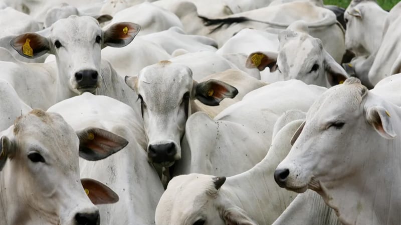 TJMT garante prorrogação de dívidas para produtores rurais de Jauru após perda de safra