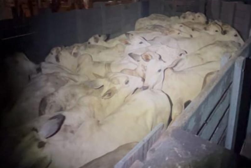 PM frustra furto de gado em zona rural de Barra do Garças e prende suspeitos em flagrante