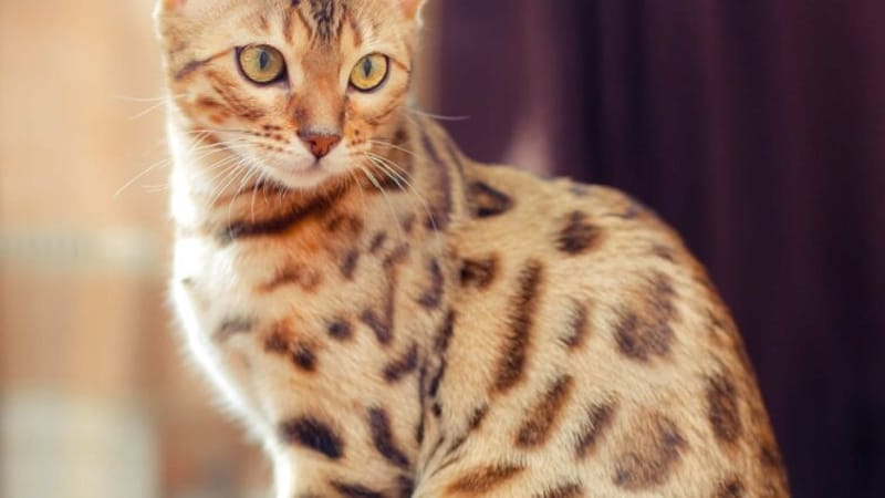 TJMT fixa multa de R$ 500 por invasão de "mini leopardo doméstico" em casa vizinha