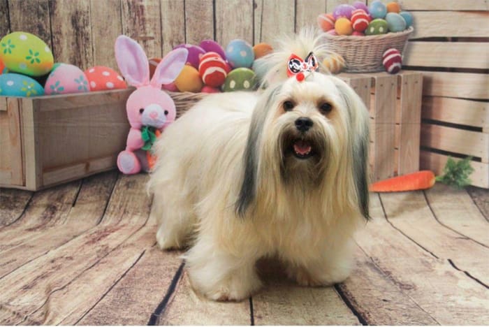 Prefeitura notifica pet shop investigado após denúncia de maus-tratos a animal em Cuiabá