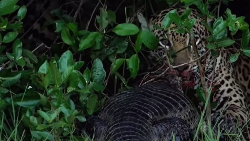 Vídeo flagra onça-pintada predando jacaré no Pantanal mato-grossense; vejam
