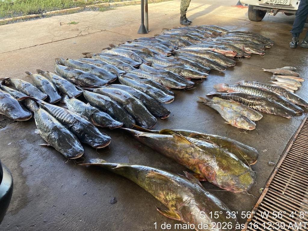 Homem é preso pela PM em Várzea Grande transportando mais de 460 quilos de pescado ilegal
