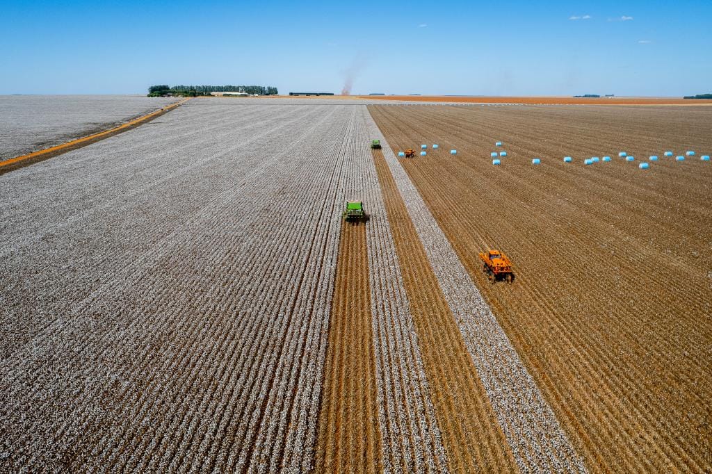 MT lidera produção de algodão, soja e milho há décadas e reforça domínio na safra 2025/26