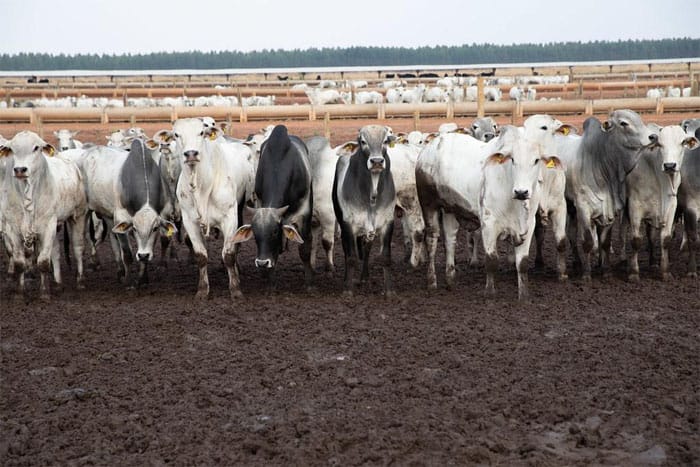 Principal destino da carne de MT, China reconhece Brasil como livre de febre aftosa