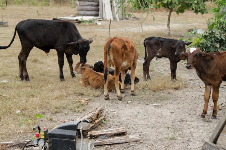Justiça impede leilão da única propriedade rural de casal de idosos após ação da Defensoria