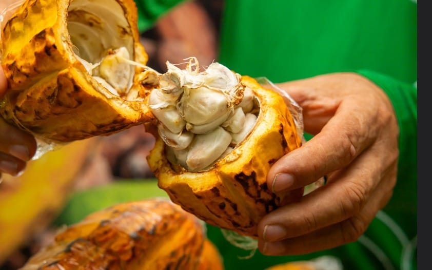Produção regional ganha destaque e Festival de MT celebra força da cadeia produtiva