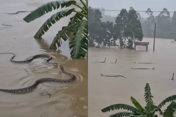 Enchentes na China espalham cerca de 900 cobras venenosas e animais de zoológico