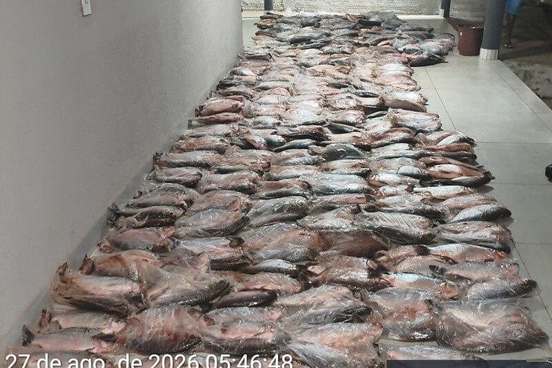 Sema apreende 1,17 tonelada de matrinchã; 2 pessoas foram presas e multadas em R$ 105,7 mil
