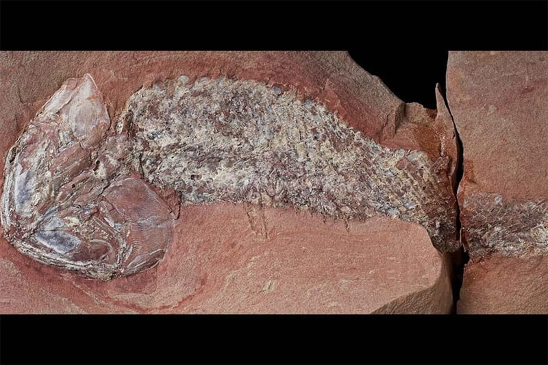 Fóssil de peixe com 254 milhões de anos achado em Alto Garças é de nova espécie