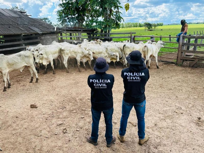 Criminoso especializado em furto de gado é preso pelas policias civis de MT e GO