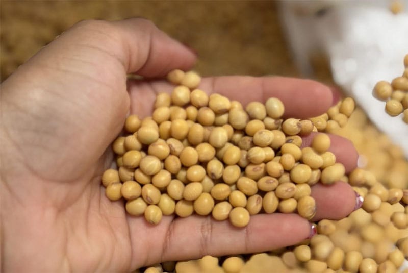 Super El Niño pressiona safra e aumenta importância da escolha das sementes