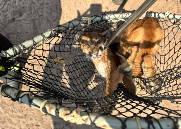 Bombeiros resgatam filhote de onça-parda ferida em Campo Novo do Parecis
