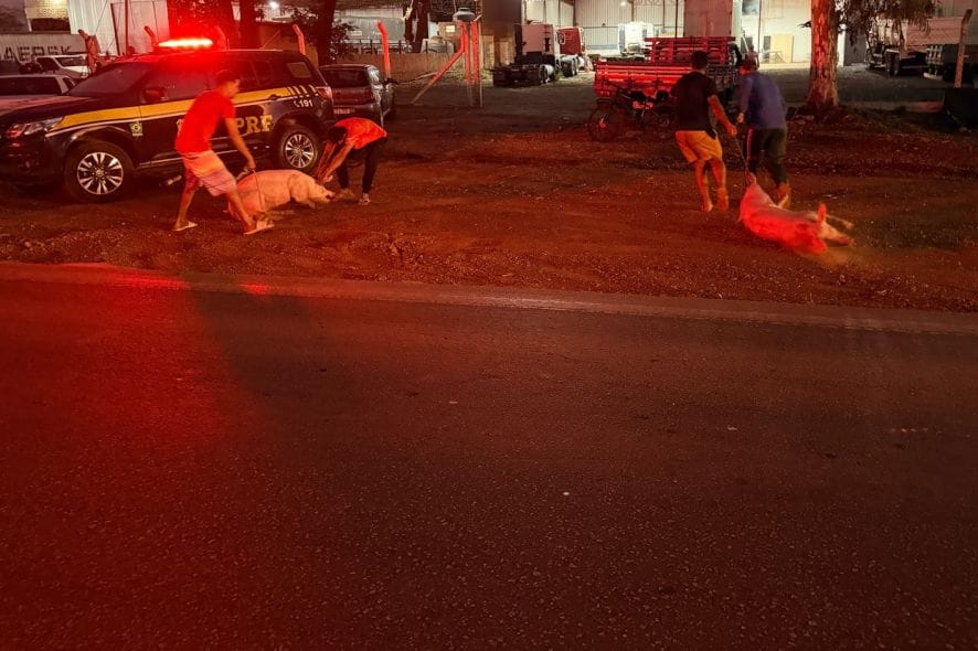 Carreta com porcos tomba na BR-070 e carga é saqueada por populares em VG; veja vídeo