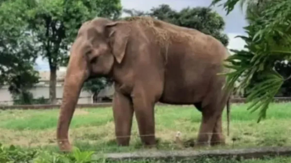 Vídeo: primeiro elefante macho do santuário em MT, Sandro chega após viagem de 1,6 mil km