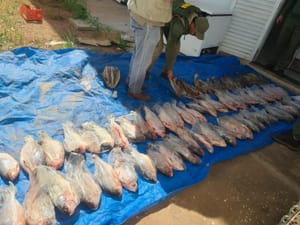 Operação contra esquema ilegal de pescado resulta em R$ 400 mil em multa