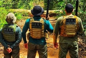 Polícia Civil apreende mais de R$ 134 milhões em carga de madeira ilegal no primeiro semestre